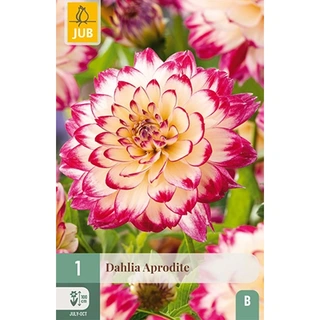 JUB Holland Dahlia Aphrodite - 1 st. | De Boet