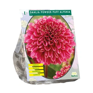 Baltus Dahlia Powder Puff Alyshia - 1 st.