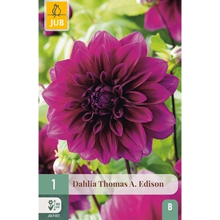 JUB Holland Dahlia Thomas A. Edison - 1 st. | De Boet