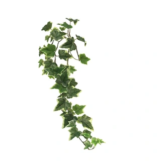 Kunstplant Ivy Chicago Hanger S Variegated - 80 cm| De Boet