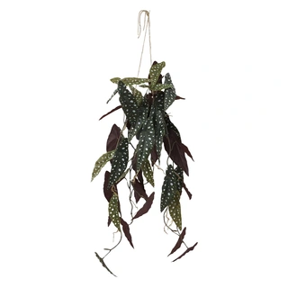 Kunstplant Begonia Polka - 105 cm | De Boet