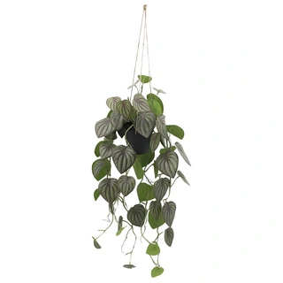 Kunstplant Peperomia Melon Hang - 90 cm | De Boet