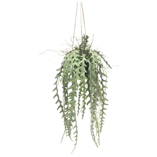 Kunstplant Zaagtand Cactus Hang - 107 cm | De Boet