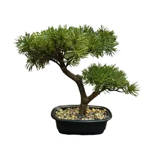 Kunstplant Bonsai Pine Tree - 26 cm | Tuincentrum De Boet