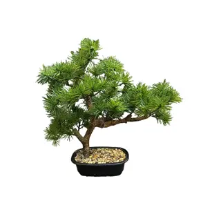 Kunstplant Bonsai Pine Tree - 33 cm | Tuincentrum De Boet