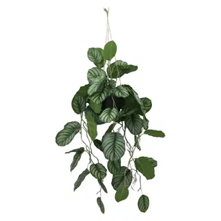 Kunstplant Calathea Hang - 150 cm