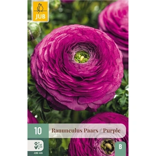 JUB Holland Ranunculus Paars - 10 st. | De Boet