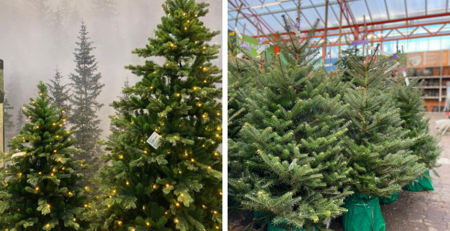Mantel Ontstaan veelbelovend Echte kerstboom kopen? | Tuincentrum De Boet
