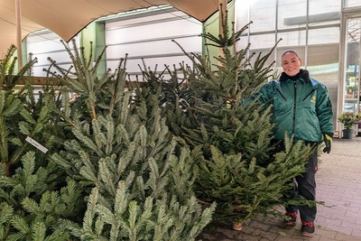 Echte kerstbomen