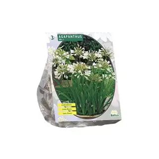 Baltus Agapanthus Wit - 3 st.