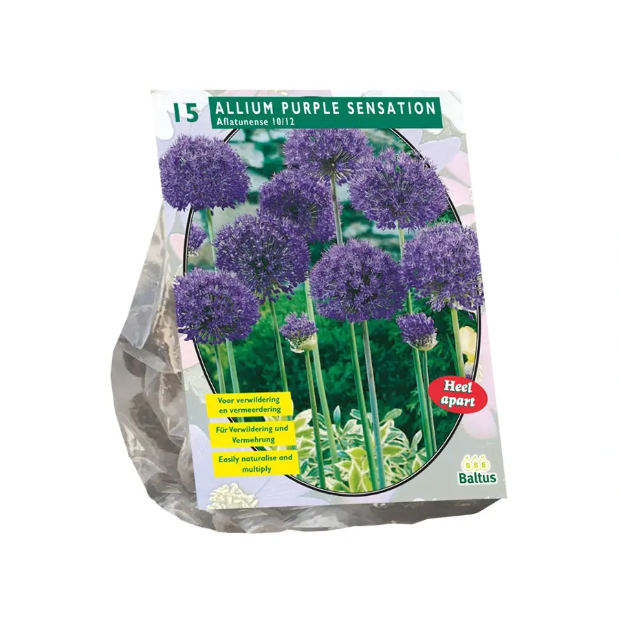 Baltus Allium Aflatunense Purple Sensation - 15 st.