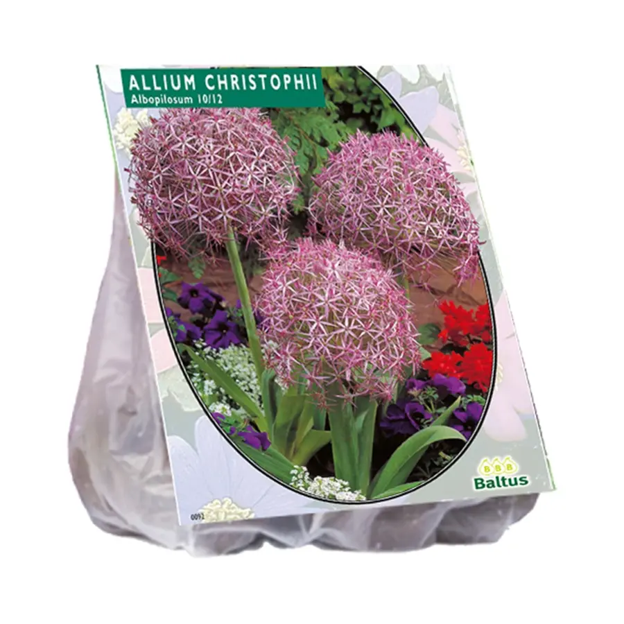 Baltus Allium Albopilosum Christophii - 5 st.