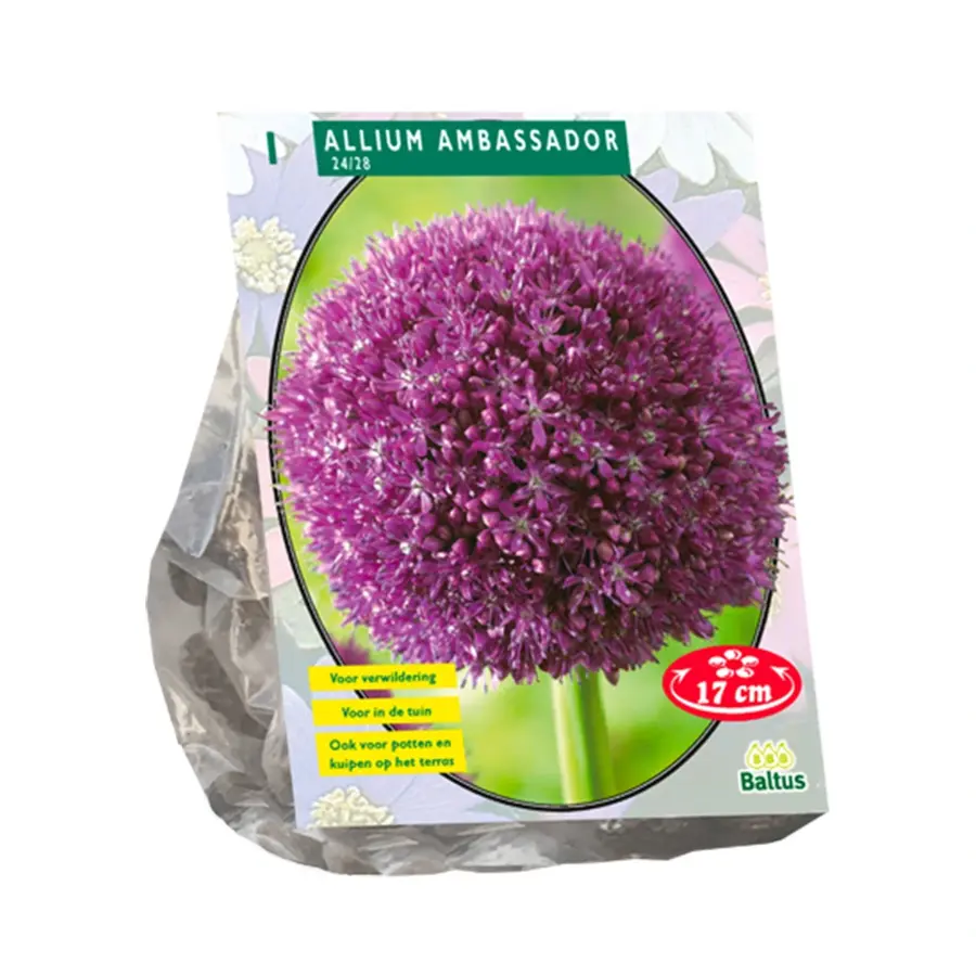 Baltus Allium Ambassador - 1 st.