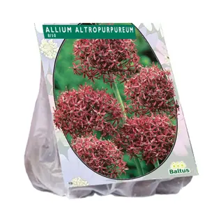 Baltus Allium Altropurpureum - 7 st.