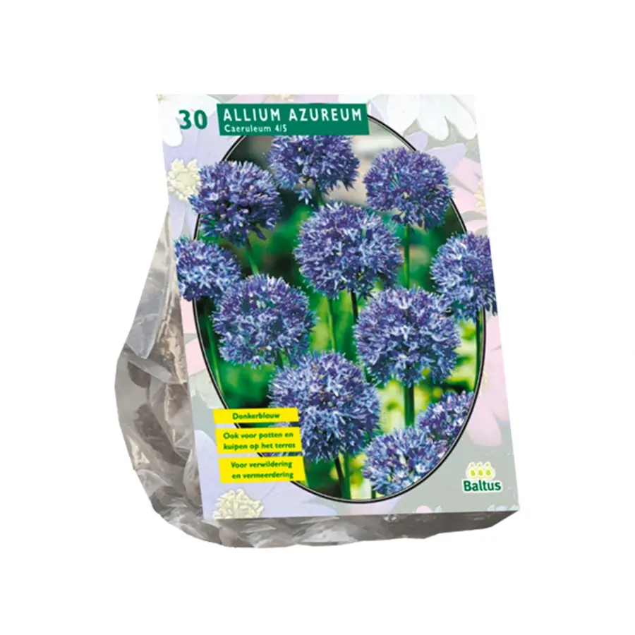 Baltus Allium Caeruleum Azureum - 30 st.