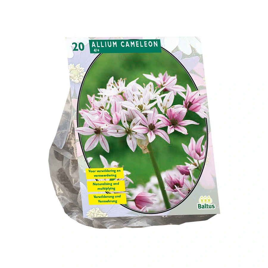 Baltus Allium Cameleon - 20 st.