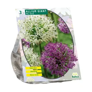 Baltus Allium Giant Mix - 3 st.