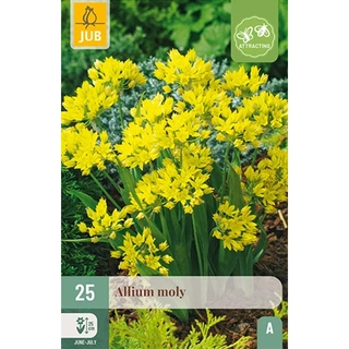 JUB Holland Allium Moly - 25 st. | De Boet