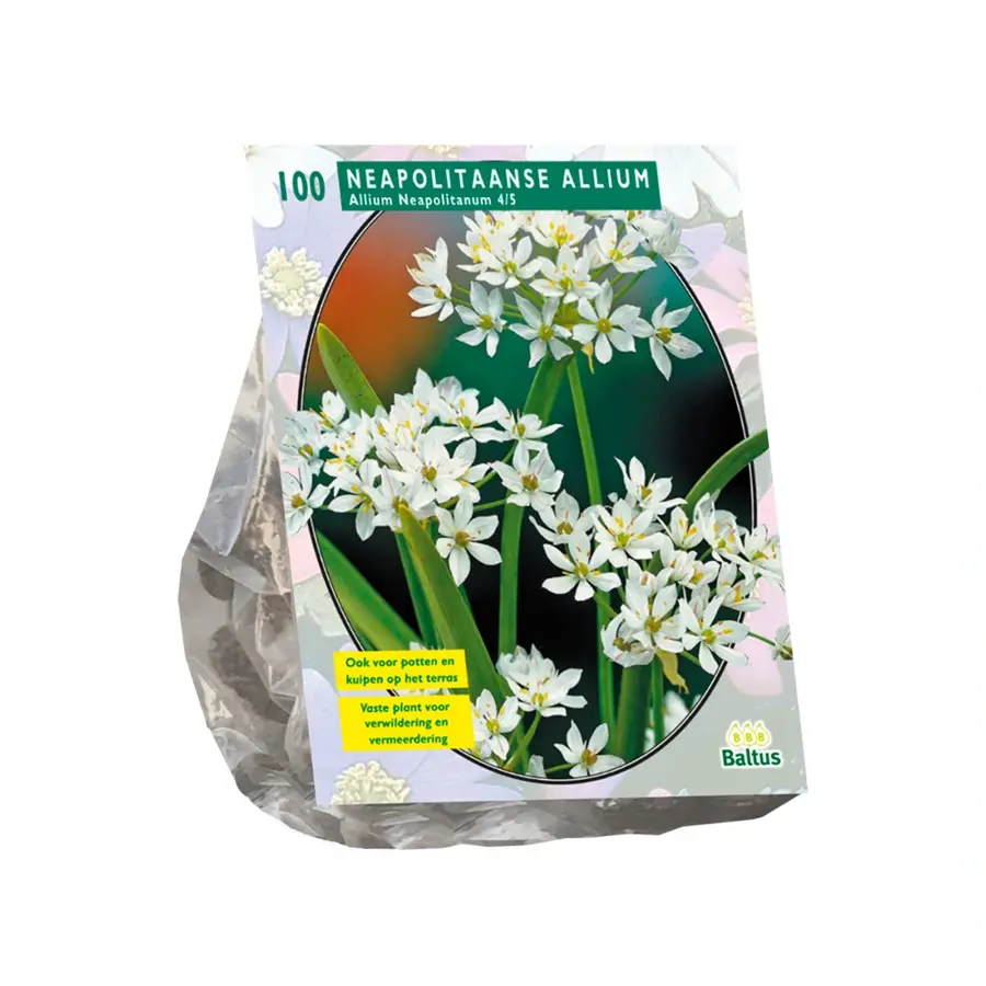 Baltus Allium Neapolitanum - 100 st.