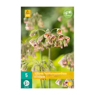 Allium Nectaroscordum Siculum - 5 st.