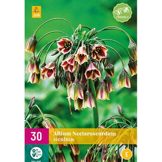 Allium (nectaroscordum) siculum - 30 st.