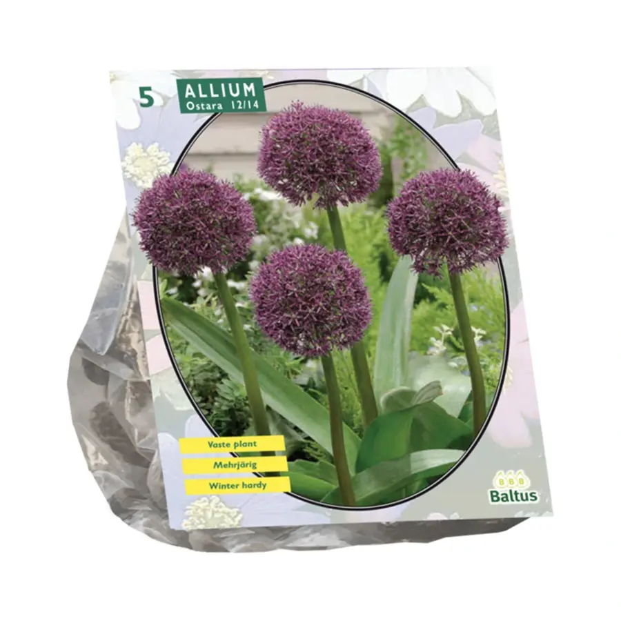 Baltus Allium Ostara - 5 st.