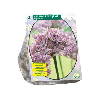 Baltus Allium Pink Jewel - 3 st.