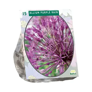 Baltus Allium Purple Rain - 15 st.