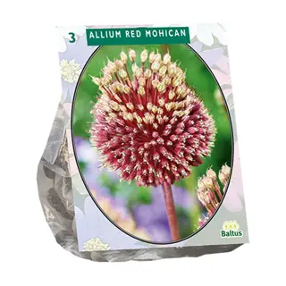 Baltus Allium Red Mohican - 3 st.