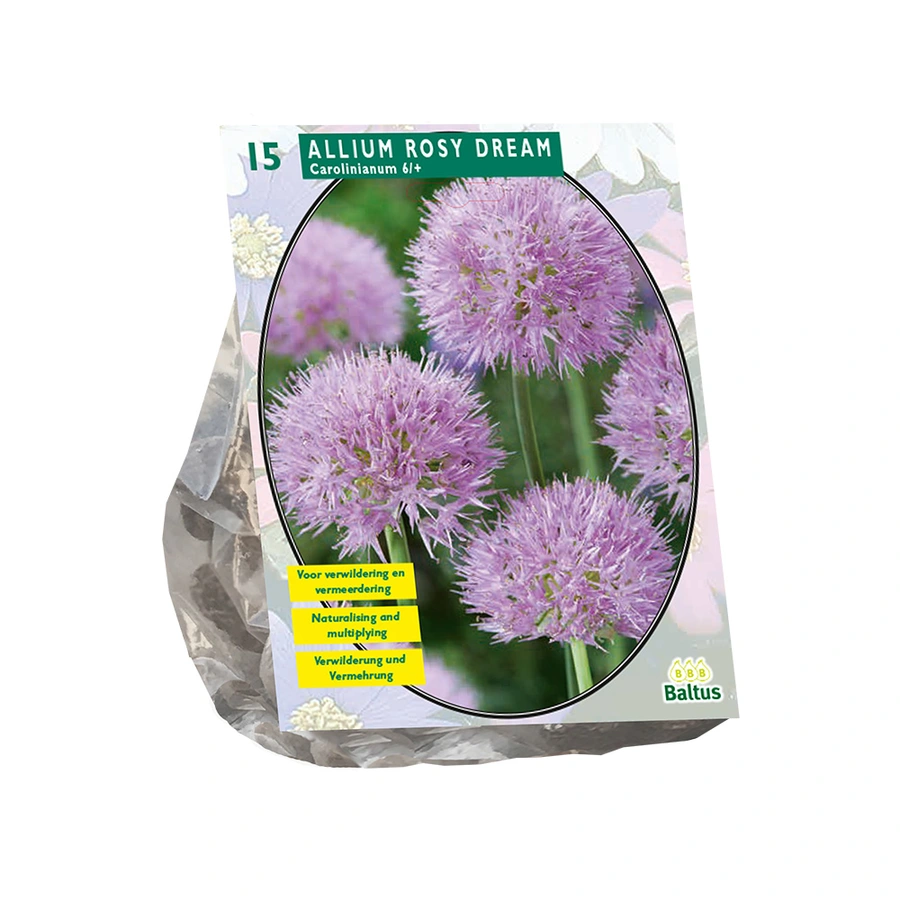 Baltus Allium Rosy Dreams - 15 st.