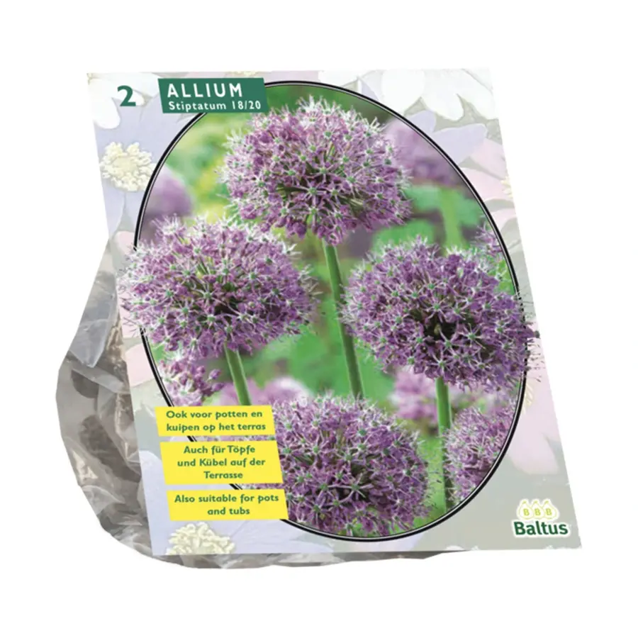 Baltus Allium Stipitatum - 2 st.