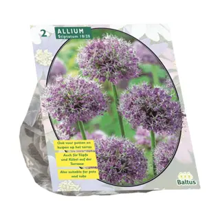 Baltus Allium Stipitatum - 2 st.