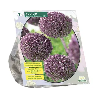 Baltus Allium Summer Drummer - 7 st.