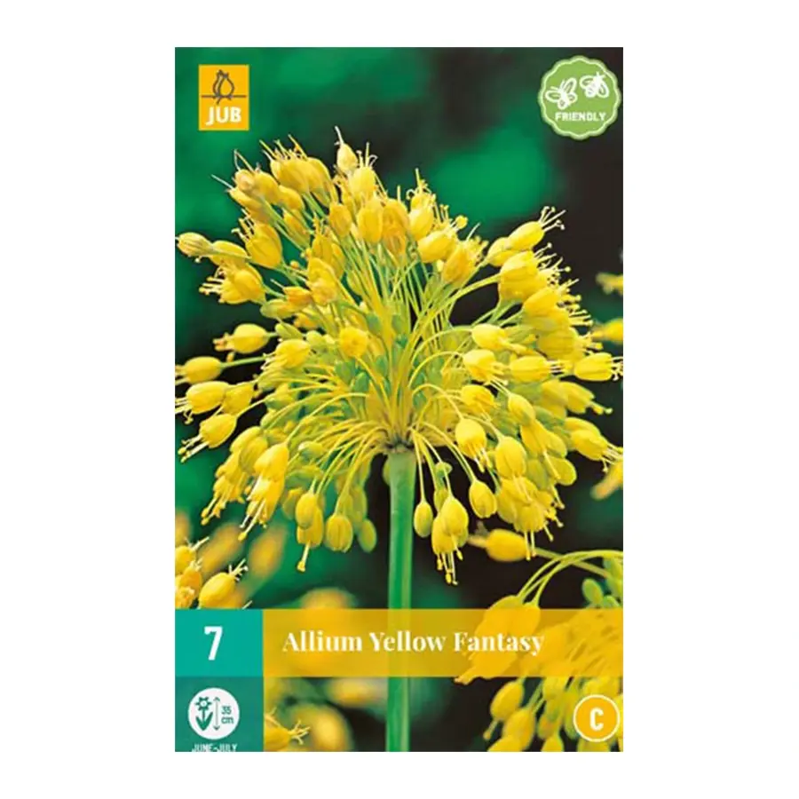 Allium Yellow Fantasy - 7 st.