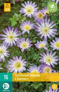 JUB Holland Anemone blanda Charmer - 15 st.