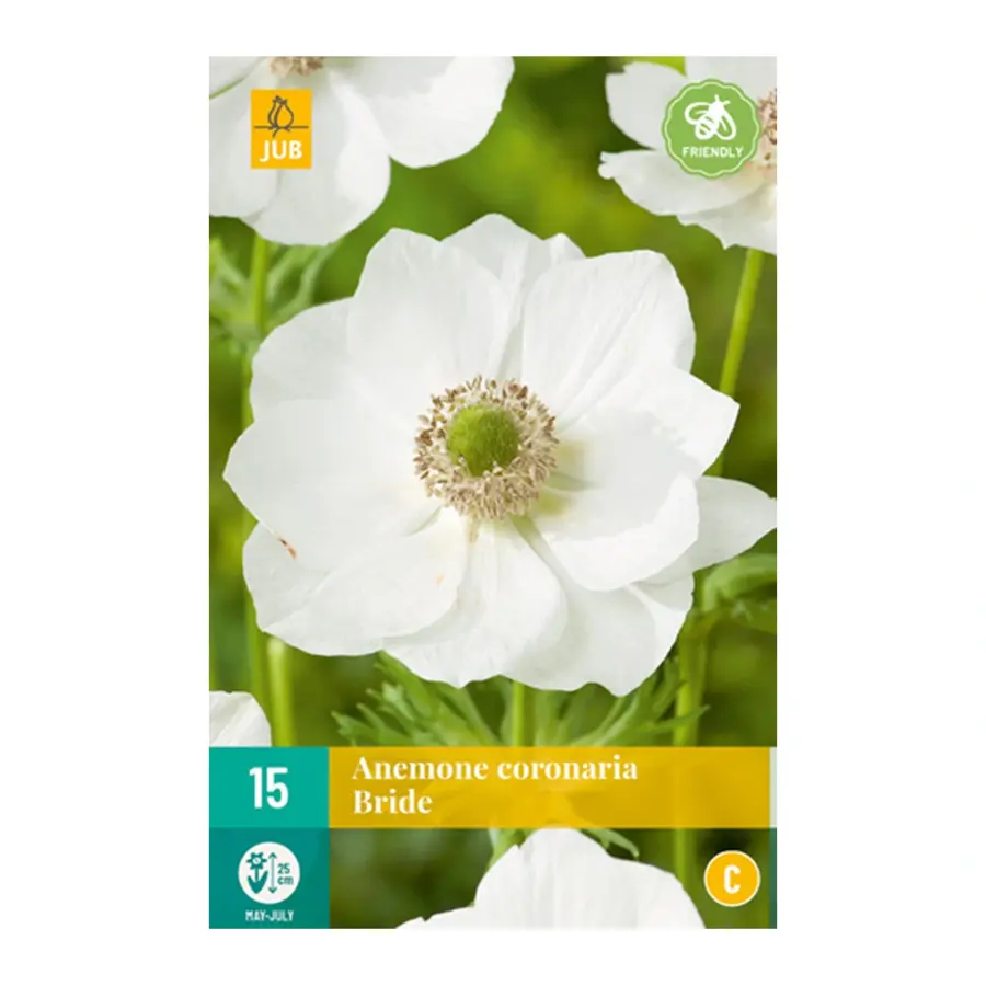 Anemone Coronaria Bride - 15 st.