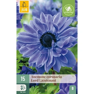 JUB Holland Anemone Coronaria Lord Lieutenant VJ 15 st