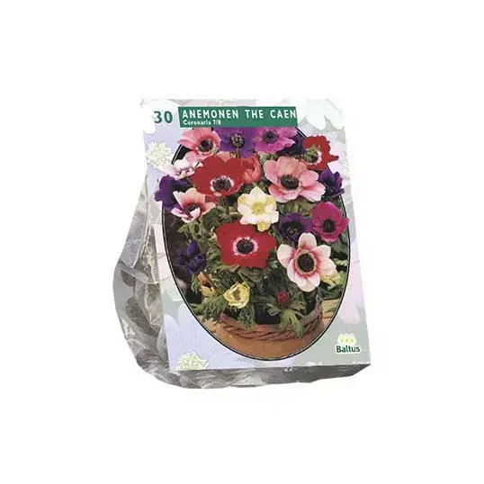 Baltus Anemone De Caen Mix - 30 st.