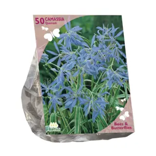 Baltus Camassia Quamash - 50 st.