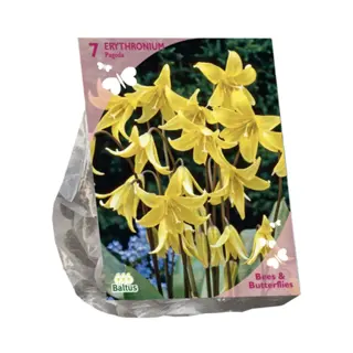 Baltus Erythronium - 7 st.