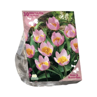 Baltus Tulipa Bakari Lilac Wonder - 30 st.