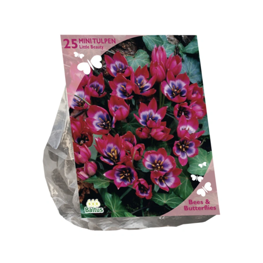 Baltus Tulipa Little Beauty - 25 st.