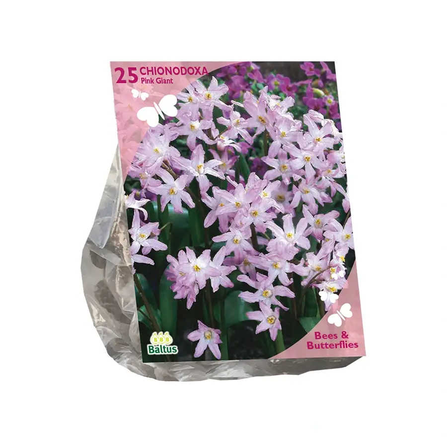 Baltus Chionodoxa Pink Giant - 25 st.