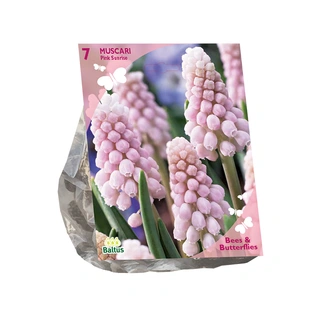 Baltus Muscari Pink Sunrise - 7 st.