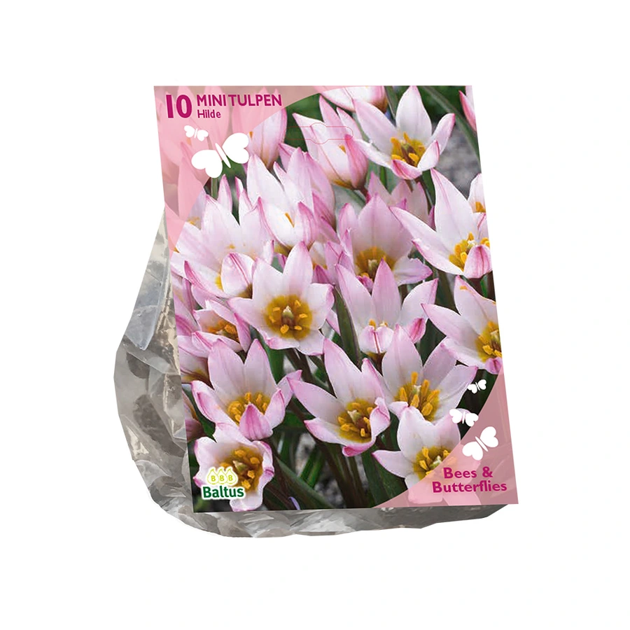 Baltus Tulipa Cretica Hilde - 10 st.