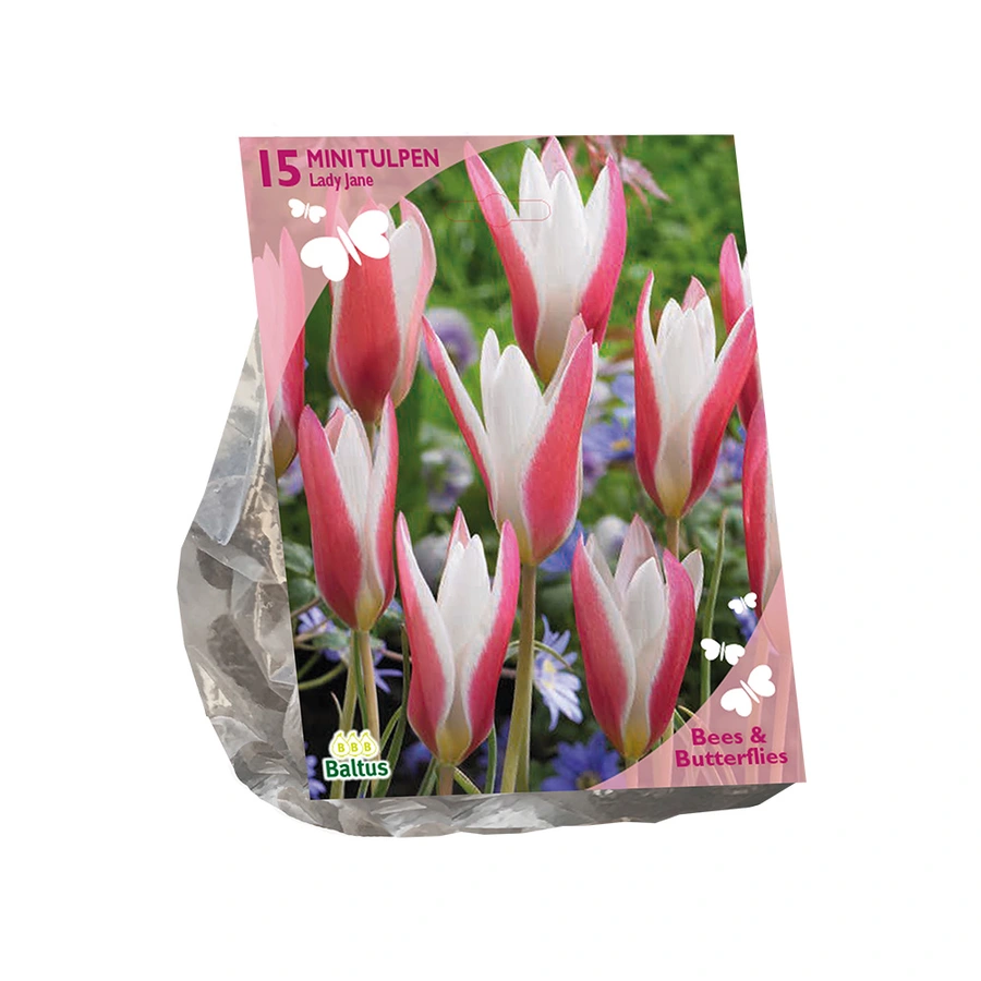 Baltus Tulipa Clusiana Lady Jane - 15 st.