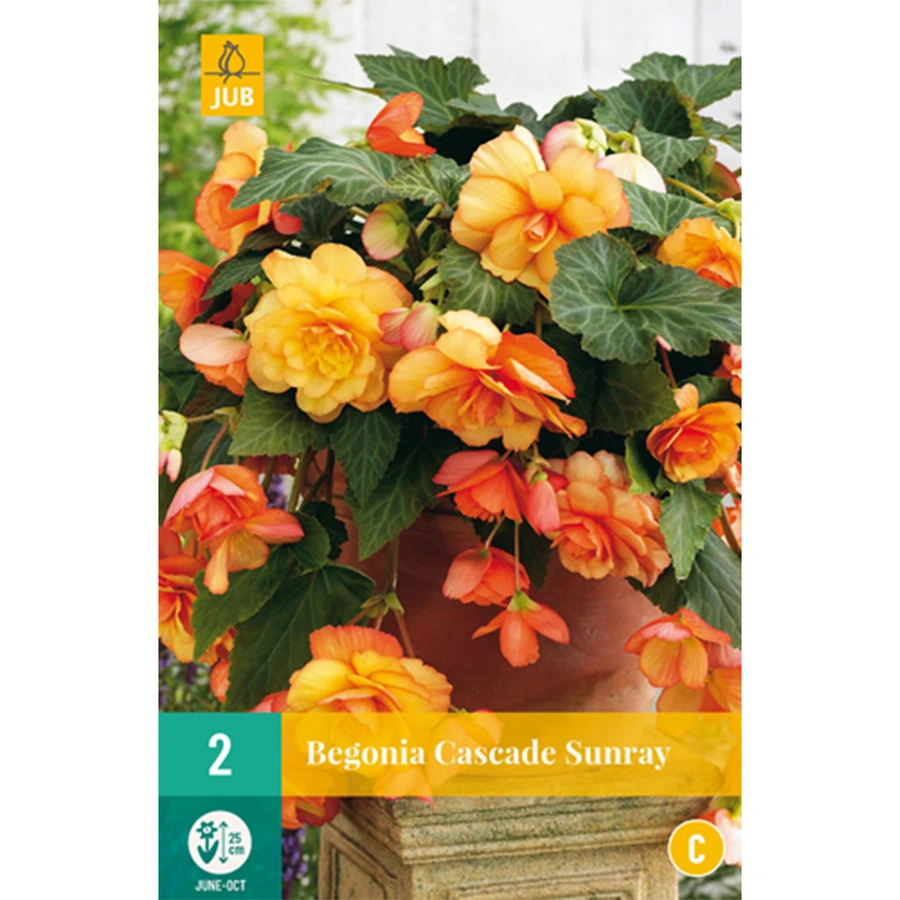 JUB Holland Begonia Cascade Sunray - 2 st.