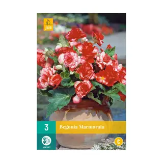 JUB Begonia Marmorata - 3 st.