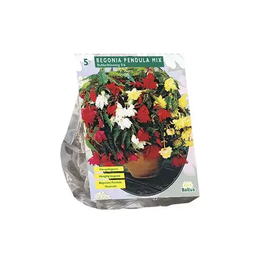 Baltus Begonia Pendula Mix - 5 st.