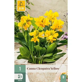 JUB Holland Canna Cleopatra Yellow - 1 st. | De Boet